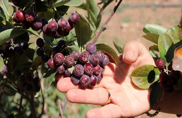 ‘Süper meyve’ aronya Şanlıurfa’da alternatif ürün olacak