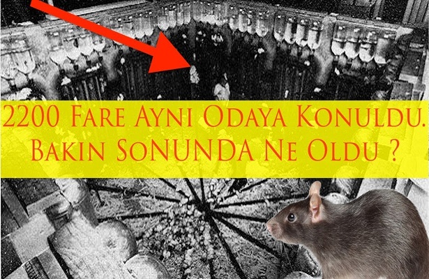 2200 Fareyi Aynı Yere Koyarsanız Ne Olur? (Video)