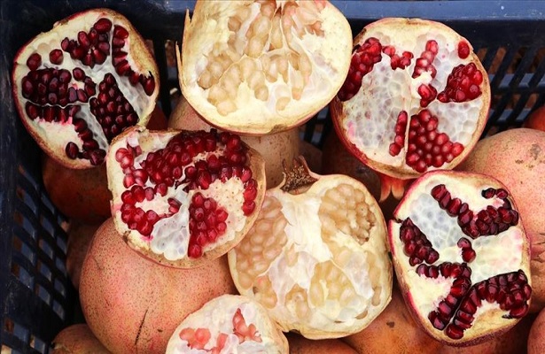 Güneydoğu’nun nar çeşitleri koruma altına alınıyor