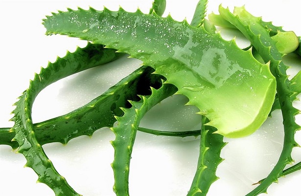 Aloe Veranın Cilde Faydaları / Aloe Vera Cilt Maskesi Nasıl Yapılır?