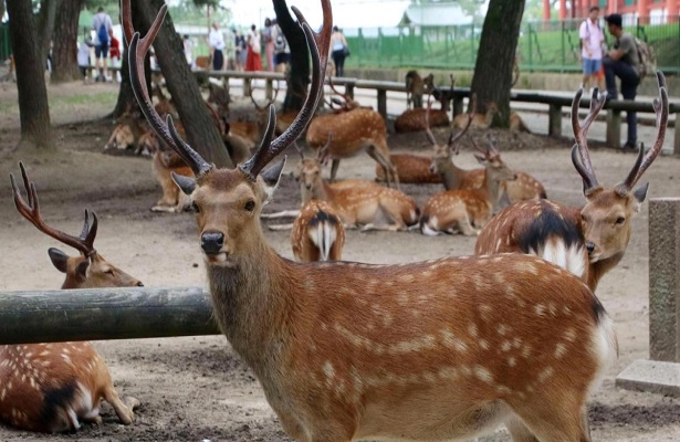 Koruma altındaki geyiğini öldüren Japona hapis cezası