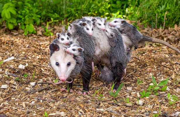 Anne Opossum; Sırtın’da 15 Yavru Taşıyor