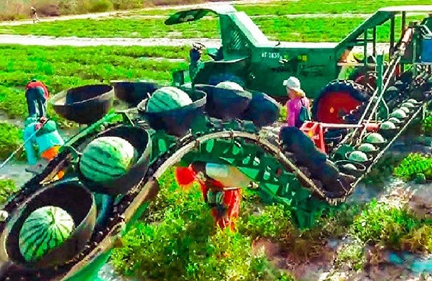 Tarım Hasatı 2021, İlginç Tarım Hasat Makinaları, Hasat Kabak, Karpuz