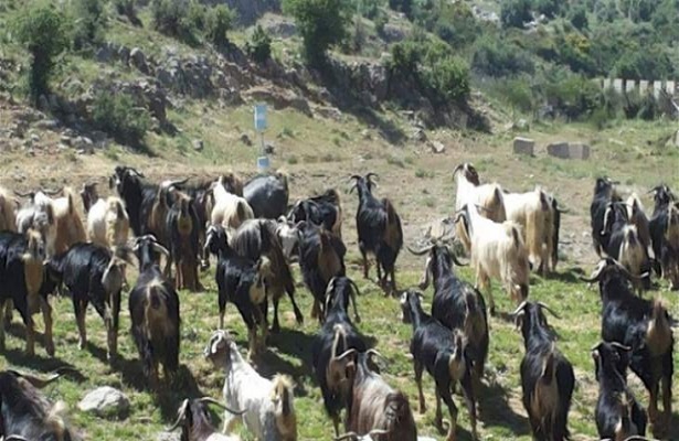 Siyonist Güçler Lübnanlı Bir Çobandan 500 Keçi Çaldı!