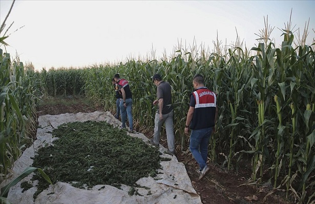 Şanlıurfa’da mısır tarlasında 190 bin kök Hint keneviri ve 415 kilogram esrar ele geçirildi