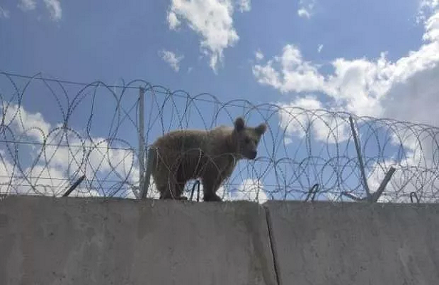 Türkiye-İran sınırında yavru ayı operasyonu