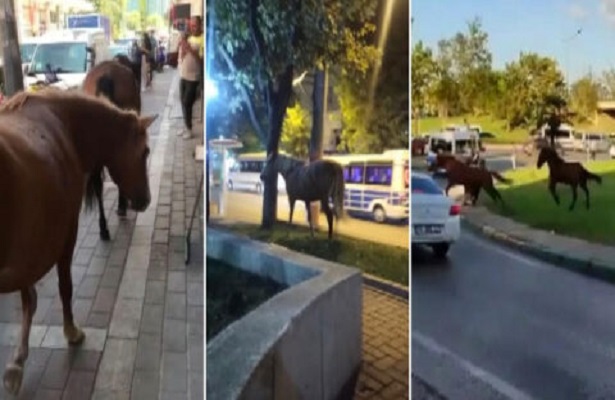 Bursa’da başıboş atlar kaldırımda yürüyüp araçlar gibi anayolda ilerliyor