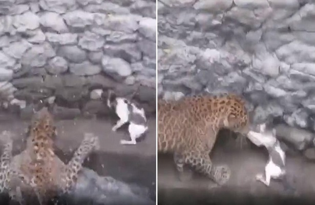 Kedi ile Leopar Aynı kuyuya düştü Kedinin cesareti hayranlık uyandırdı