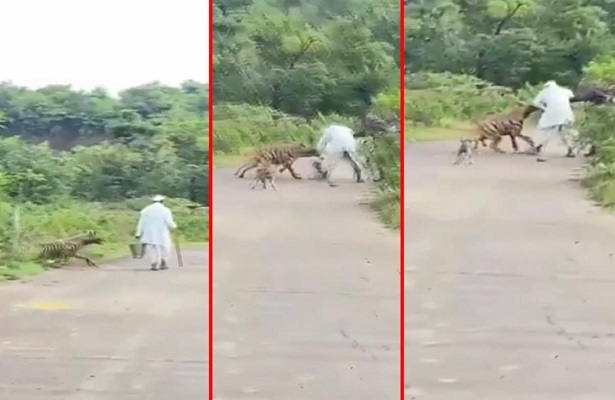 Hindistan’da yolda yürüyen yaşlı adama sırtlan saldırdı