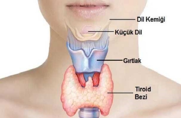 Tiroid Hastalığı Nedir, Belirtileri Nelerdir?