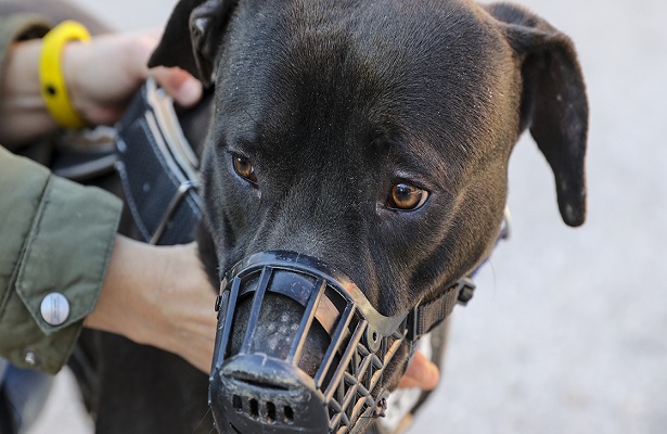 Yasaklı 6 köpek ırkının kayda alınma sürecinde son gün hareketliliği yaşandı