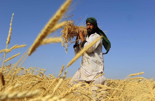 Taliban, maaşları ‘buğdayla’ ödeyecek