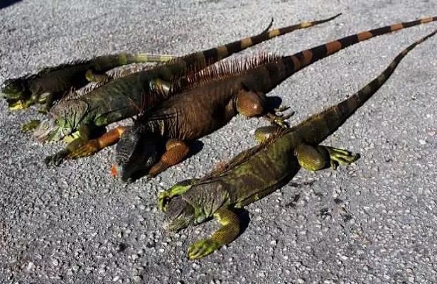 ABD’de “ağaçlardan iguana düşebilir” uyarısı