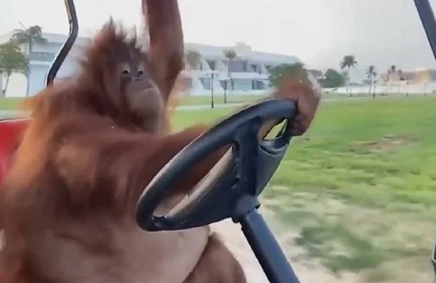 Golf arabası süren orangutan sosyal medyayı salladı