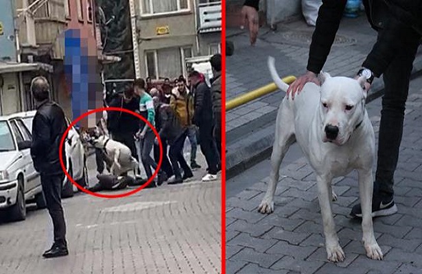 Pitbull dehşeti! Kavga ettikleri şahsın üzerine pitbull saldılar!