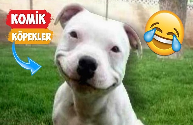 Komik köpek saldırıları