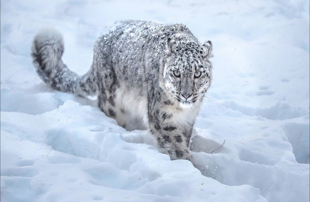 Türkmenistan’da yerleşim alanına inen kar leoparı böyle görüntülendi