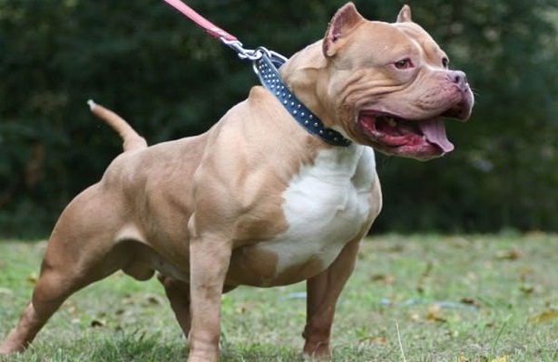 Sahibinin işaretiyle 2 kişiye saldıran pitbull “silah” sayıldı