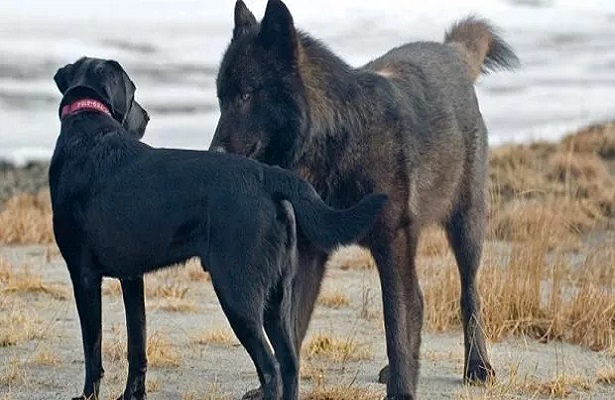 Kurt köpeği VS Üç Kurt. Kameralara Yakalanan En Vahşi Karşılaşmalar