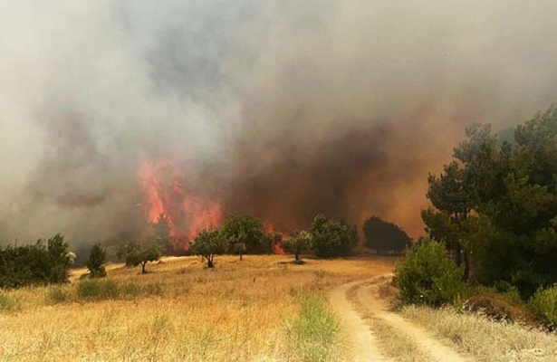 Manisa’da orman yangını çıktı