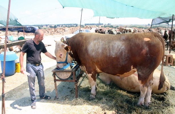 Bir tonluk boğanın fiyatı dudak uçuklattı