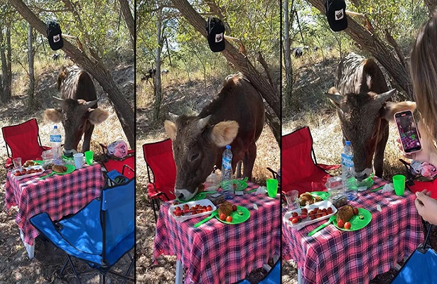 İnek, piknikçilerin masasındakileri yedi