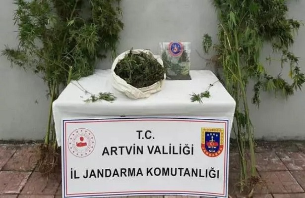 Artvin’de Jandarmadan uyuşturucu operasyonu