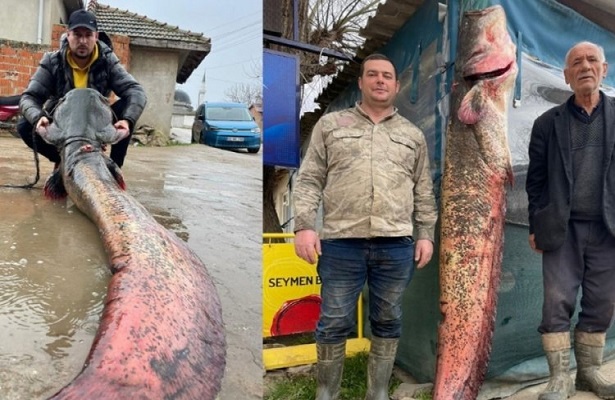 Meriç Nehri’nde yakaladılar! 2 metre uzunluğunda…