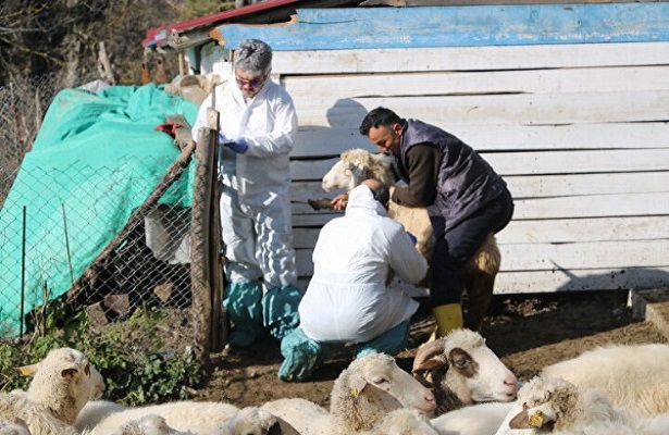 50 köyde alarm! Çiçek hastalığı nedeniyle karantinaya alındı