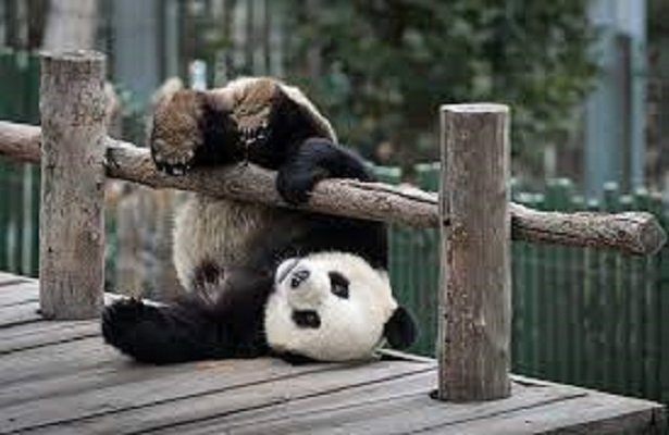 Pandalar Hakkında Şaşırtıcı 7 Bilgi