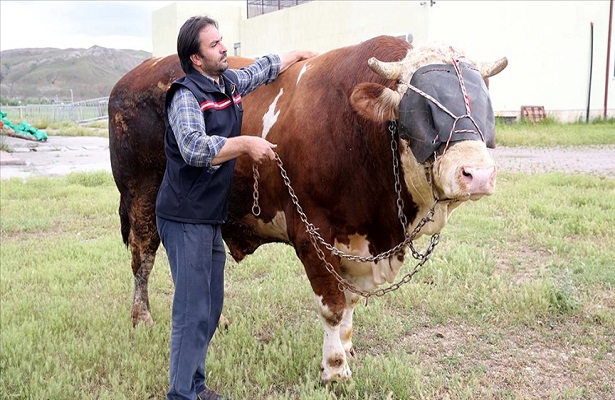 Sivas’ta ağırlığı 1 ton 600 kiloyu aşan kurbanlık boğa alıcısını bekliyor