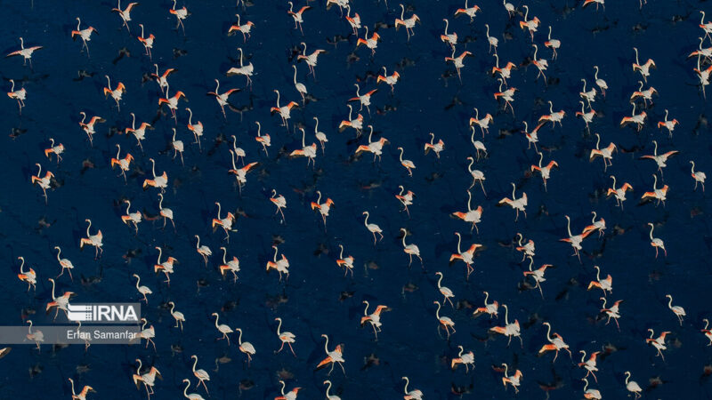Urumiye Gölü’ndeki Flamingolar