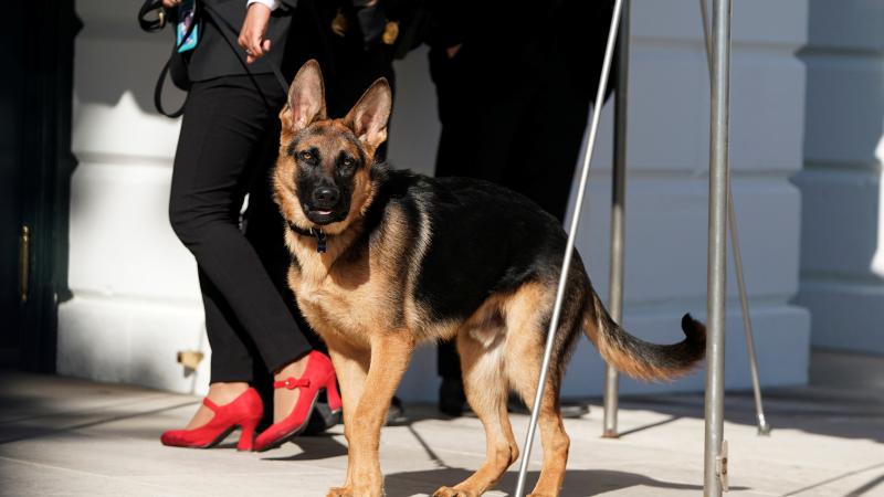 Biden’ın köpeği “Commander” bir Gizli Servis personelini daha ısırdı