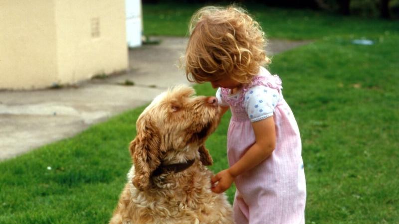 Tayvan’da doğum oranını artırma planı: Bir çocuk yapana bir köpek hediye