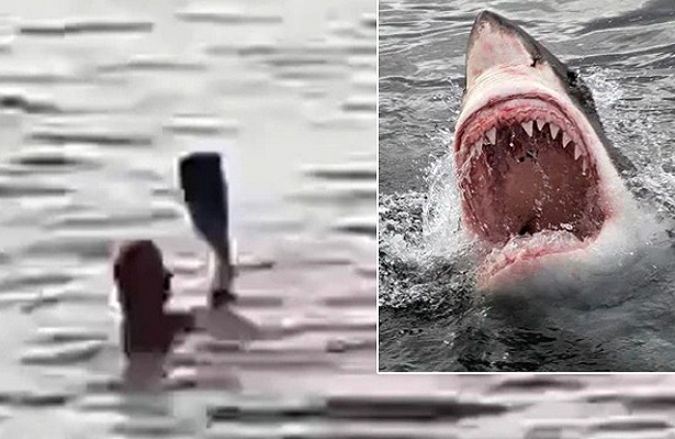 Mısır’da feci olay! Köpek balığı turisti parçaladı!