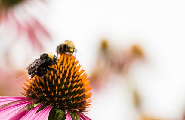 Bombus arıları sensörler sayesinde veri toplayacak – Foto