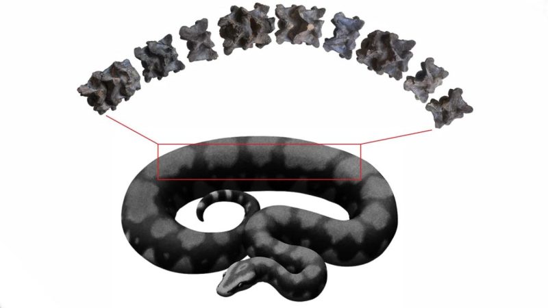 Hindistan’da yaklaşık 47 milyon yıl önce yaşayan devasa yılana ait fosil bulundu