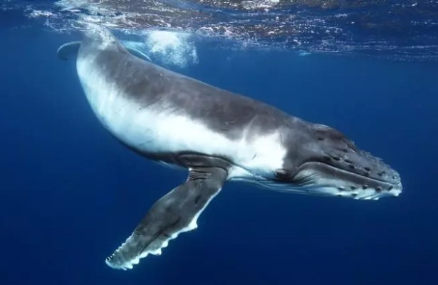 Bilim adamları bir balinayla konuştu! İlk mesajı açıkladılar…