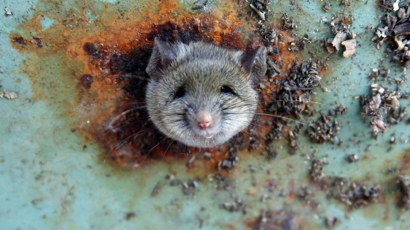 Bilim insanları farelerdeki duyma yetisini normalüstüne çıkardı