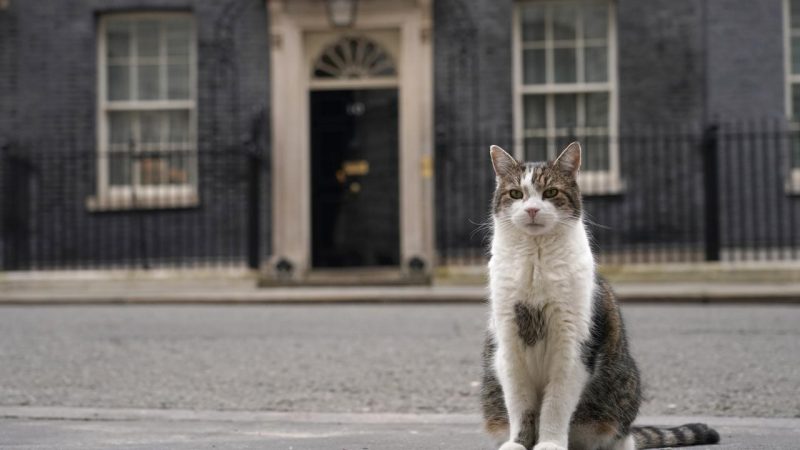 İngiltere’de beş başbakan deviren kedi Larry hala görev başında