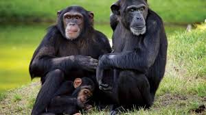 Şempanzeler ‘insan gibi’ sohbet ediyor