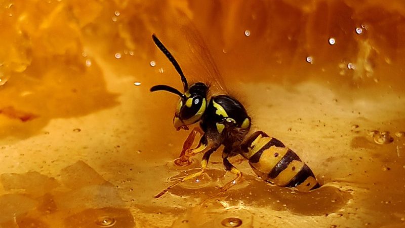 İran’ın İlam eyaletinde bal arılarının yüzde 80’i yok oldu