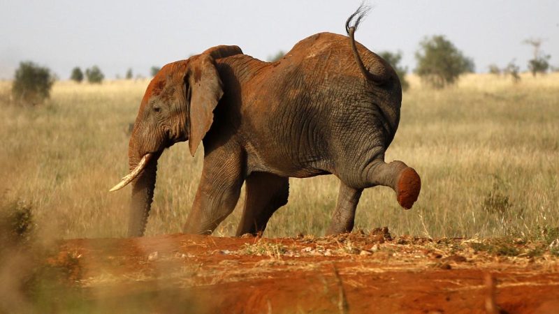 İspanyol turist Güney Afrika’da fotoğraf çekerken filler tarafından öldürüldü