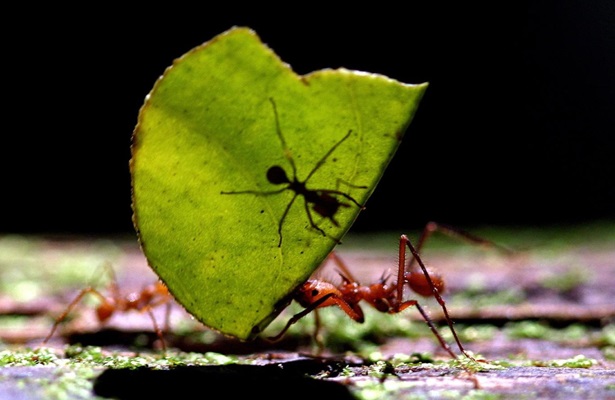 Bilim insanları, “Dünya’da kaç karınca var?” sorusunu yanıtladı