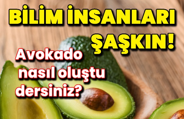 Avokado hakkında 10 ilginç bilgi: Bilim insanları avokadonun nasıl oluştuğu konusunda hala şaşkınmış!