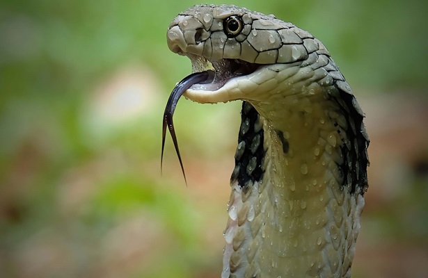 Tarihin en büyük yılanı Titanoboa hakkında bilinmeyenler